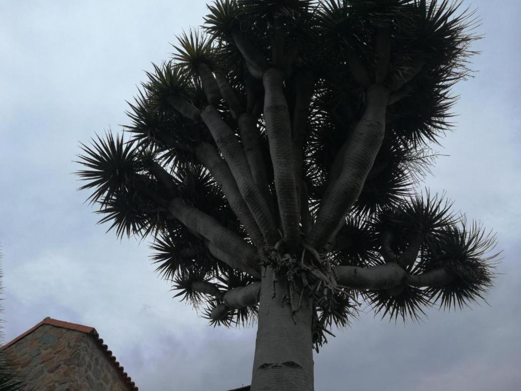라스팔마스 Casa El Drago-Tafira Baja 아파트 외부 사진